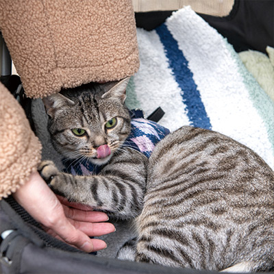 ベルネーで猫散歩仲間に遭遇