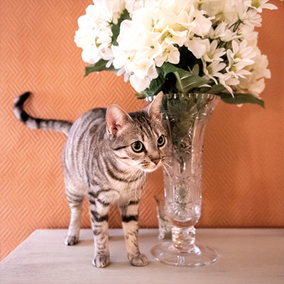 猫旅、ベルネー近郊のシャンブルドット（B＆B）へ