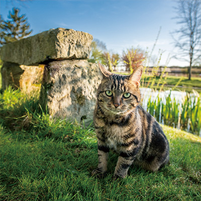 丸顔猫サビと、元シードル農家でデイキャンプ