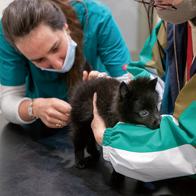 生後二ヶ月の黒い悪魔、初めての動物病院へ