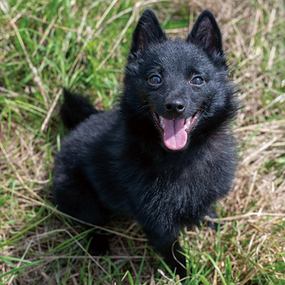 犬猫を連れて訪ねる、夏の廃墟城その2