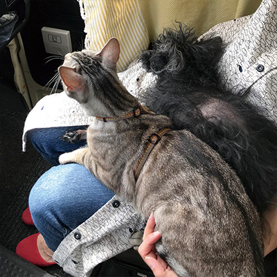 犬猫と現代アートの街へ
