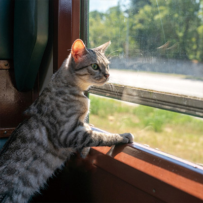 猫と約100年前のレトロ列車に揺られて
