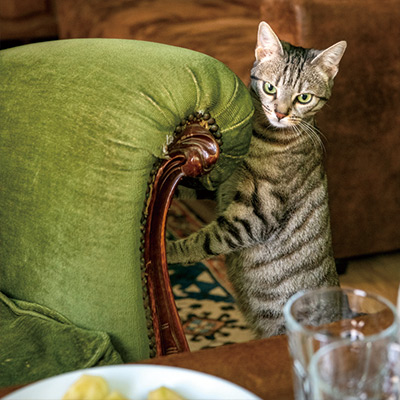 猫旅、ランスのアパート滞在編