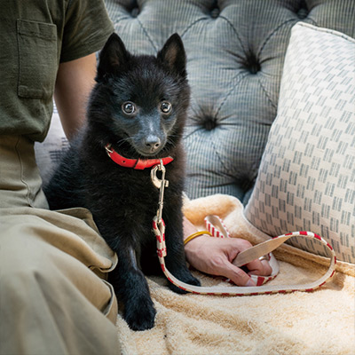 悪魔犬スキ、パリで犬生初のカフェへ