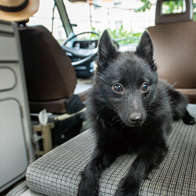 黒犬と行く、パリのホテルカフェ