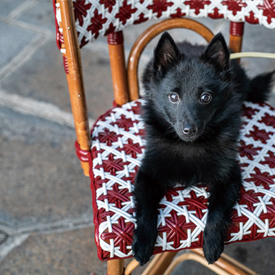 悪魔犬と歩く、世界遺産パリ